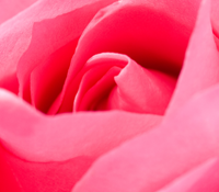 roze roos