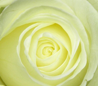 witte roos