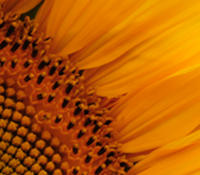 zonnebloem