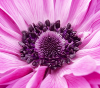 korenbloem