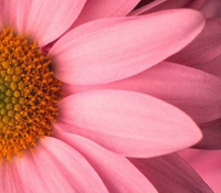 margriet